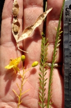 Parkinsonia aculeata