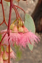 Eucalyptus sideroxylon