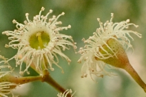 Search for Plants Results - Calflora