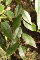Ulmus parvifolia