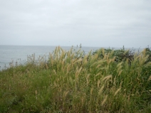 Hordeum marinum ssp. gussoneanum