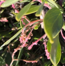 Arctostaphylos stanfordiana ssp. decumbens
