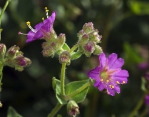 Mirabilis californica