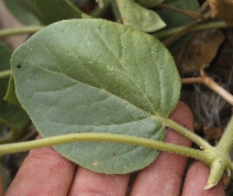 Mirabilis multiflora