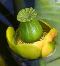 Nuphar polysepala