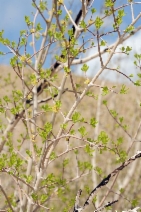 Forestiera pubescens