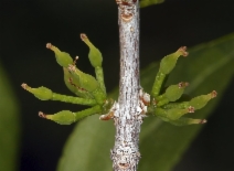 Forestiera pubescens