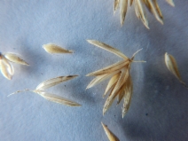 Phalaris californica