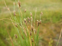 Eleocharis acicularis var. acicularis