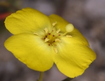 Camissonia campestris ssp. campestris