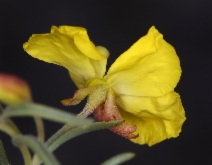 Camissonia campestris