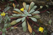 Camissoniopsis cheiranthifolia ssp. cheiranthifolia