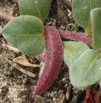 Camissoniopsis cheiranthifolia ssp. cheiranthifolia