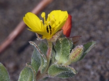 Camissoniopsis cheiranthifolia ssp. cheiranthifolia