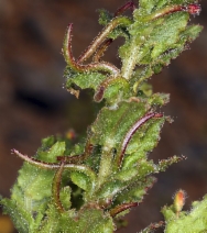 Camissoniopsis hirtella