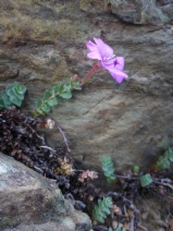 Epilobium siskiyouense