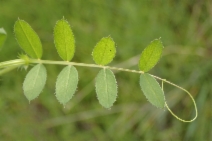 Vicia americana