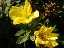 Oenothera elata ssp. hookeri