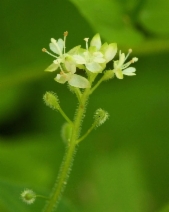 Circaea alpina ssp. pacifica