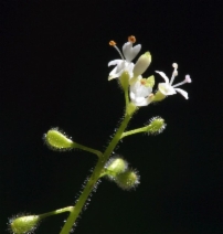 Circaea alpina ssp. pacifica