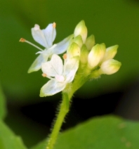Circaea alpina ssp. pacifica