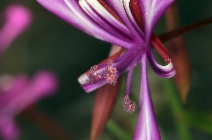 Clarkia concinna ssp. concinna