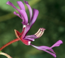 Clarkia concinna ssp. concinna