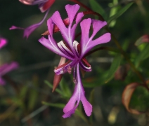 Clarkia concinna ssp. concinna