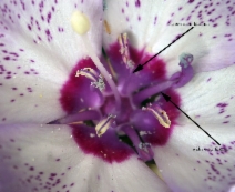 Clarkia cylindrica
