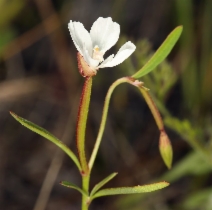 Clarkia epilobioides