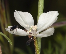 Clarkia epilobioides