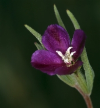 Clarkia purpurea ssp. quadrivulnera
