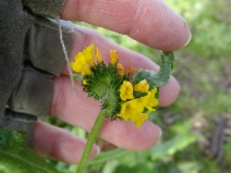 Amsinckia spectabilis var. spectabilis