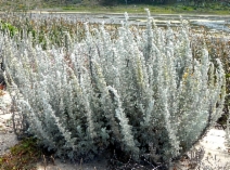 Artemisia pycnocephala