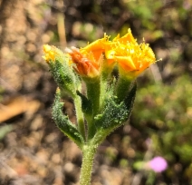 Mentzelia veatchiana