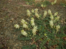 Astragalus nuttallii var. virgatus