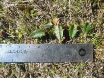 Ceanothus divergens