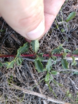Ceanothus confusus