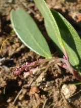 Arctostaphylos stanfordiana ssp. decumbens