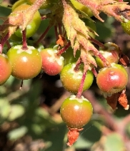 Arctostaphylos viscida ssp. viscida