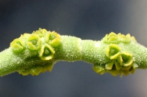 Phoradendron leucarpum ssp. macrophyllum