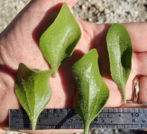 Phoradendron leucarpum ssp. macrophyllum