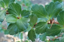 Ribes speciosum