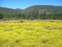 Alyssum murale