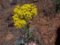 Alyssum murale