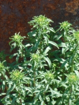 Alyssum murale