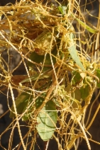 Cuscuta californica var. californica