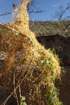 Cuscuta californica var. californica