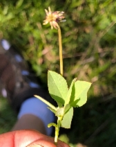 Trifolium bolanderi