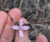 Stephanomeria virgata ssp. pleurocarpa
